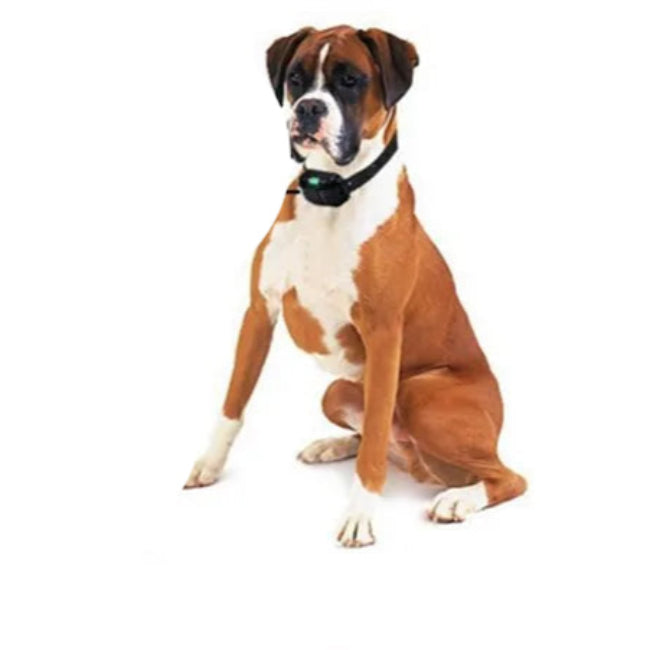 Collier Anti Aboiement Électrique Imperméable pour Chien – Télécommande Longue Portée Colliers de dressage électroniques Electro Paris