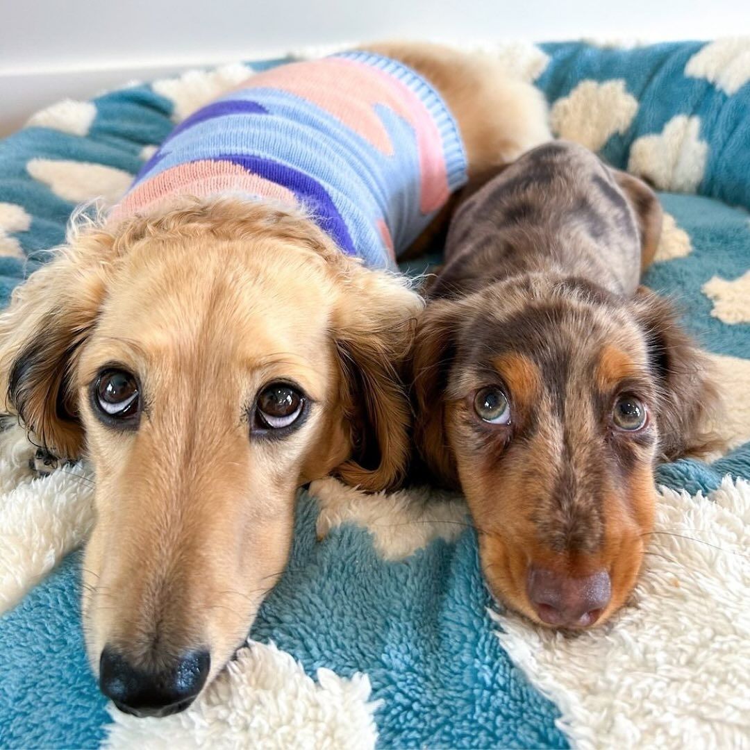 Quality Round Donut Dog Bed – Lit Rond Douillet Pour Chiens Et Chats Pour Détente Ultime Et Confort Apaisant Quality Round Donut Dog Bed Electro Paris