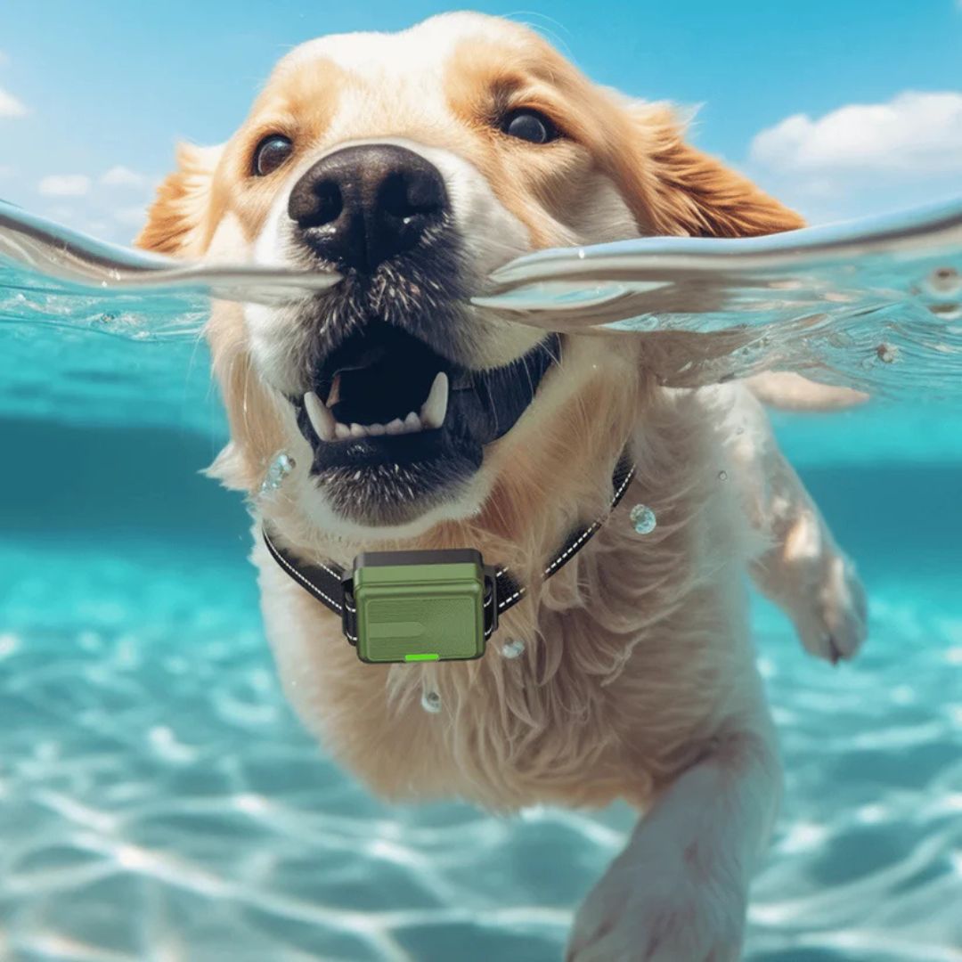 Collier De Dressage Pour Chien Avec Télécommande Étendue Et Modes Personnalisables Pet collar Electro Paris