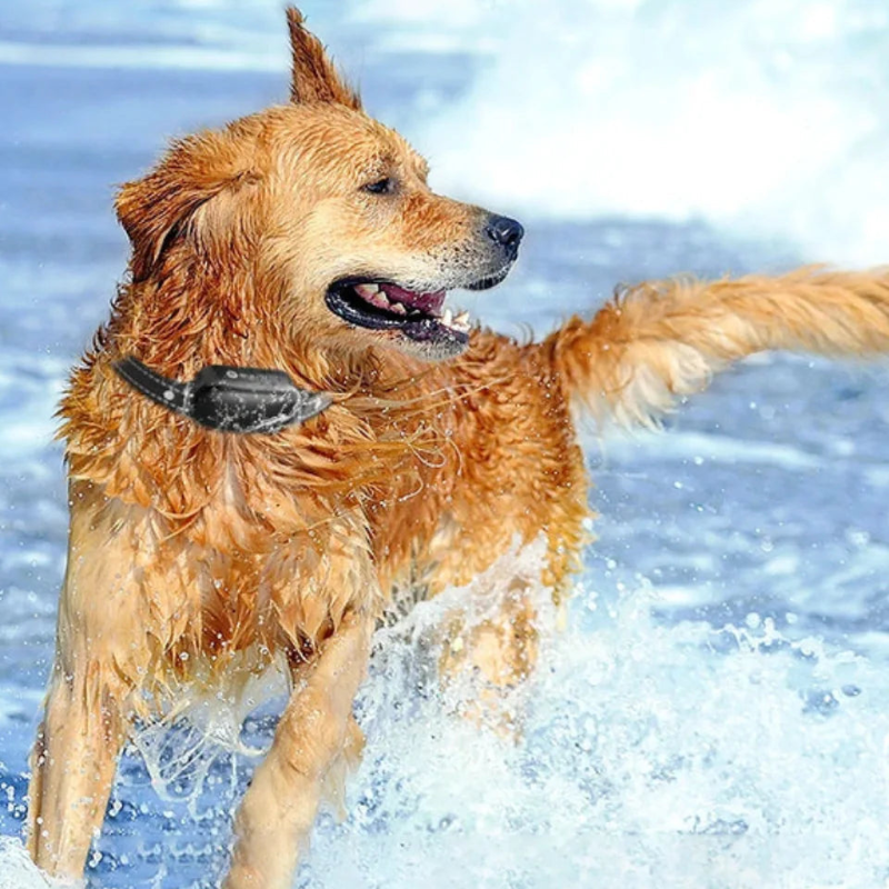 Collier de Dressage pour Chien avec Télécommande – Collier Étanche pour Petits et Grands Chiens Colliers de dressage électroniques Electro Paris