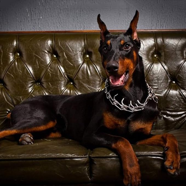 Collier à Piquants pour Chien – Contrôle d’Entraînement Ajustable & Sécurité Pet Accessories Electro Paris