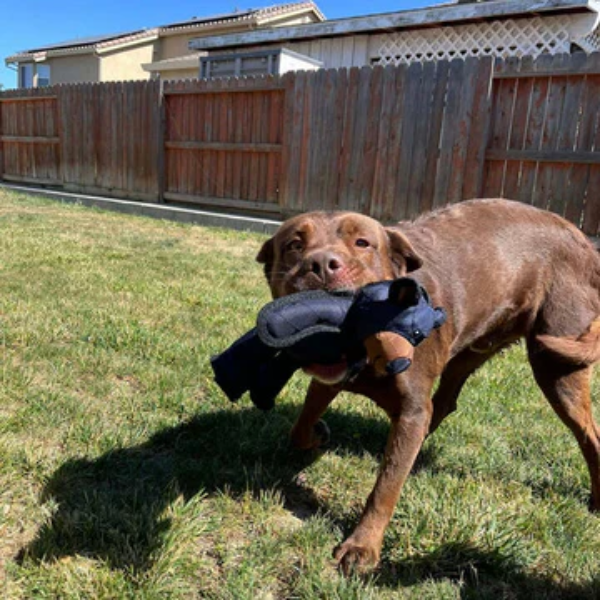 Jouet pour chiens en forme d’ours – résistant et interactif Indestructible & Interactive Bear Dog Toys For Heavy Chewers Electro Paris