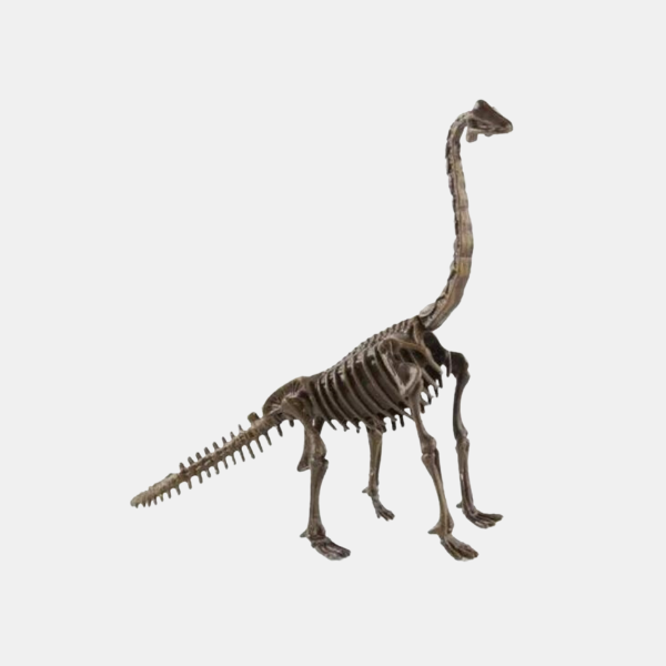 Kit de Fouille de Fossiles de Dinosaures pour Enfants – Jouet Éducatif STEM avec Squelette Jouets de science et de nature Electro Paris Brachiosaure