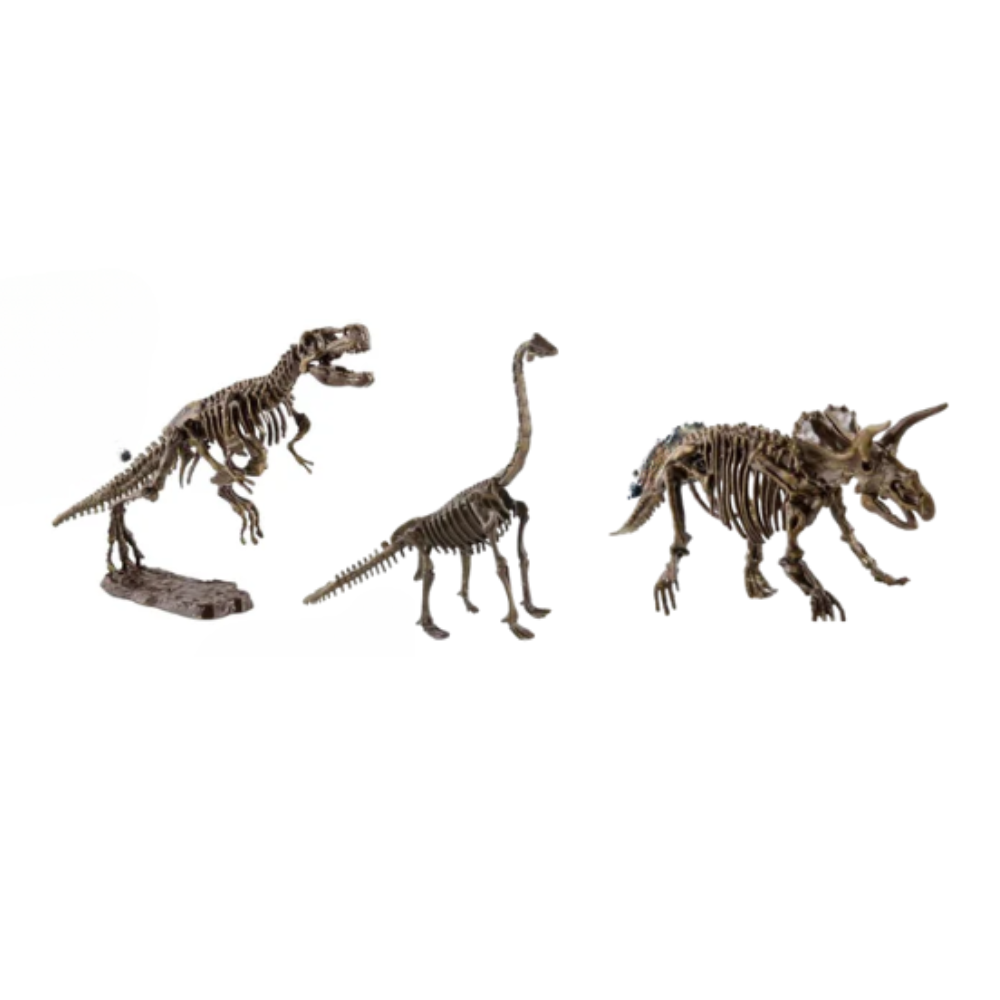 Kit de Fouille de Fossiles de Dinosaures pour Enfants – Jouet Éducatif STEM avec Squelette Jouets de science et de nature Electro Paris Ensemble de dinosaures