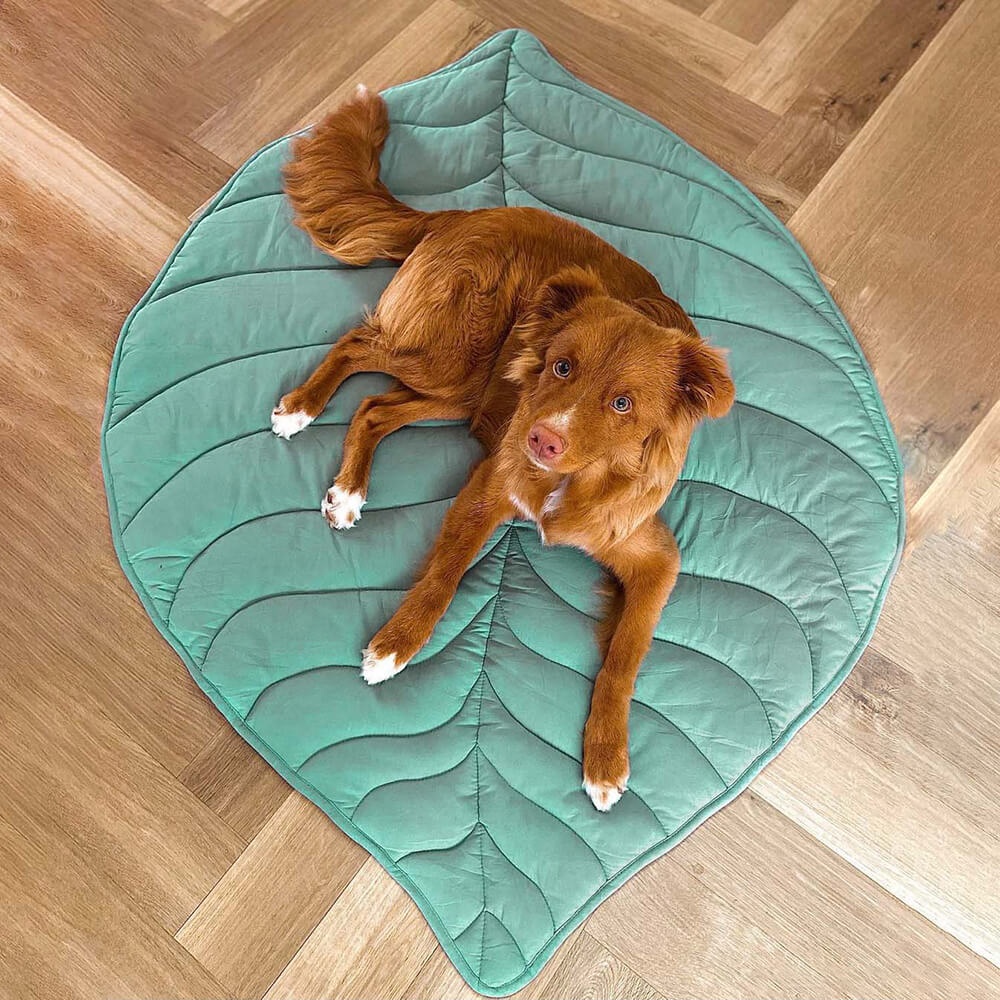 Couverture Imperméable pour Chien – Tapis Réversible en Peluche pour Animaux Couvertures et housses pour chiens Electro Paris Vert Clair Taille Unique