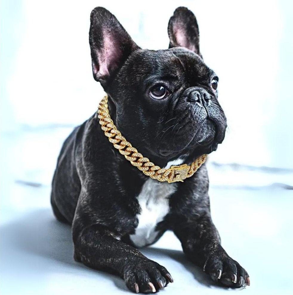 Collier de Chien Doré – Accessoire de Luxe avec Diamants en Zircone Étincelants Dog Gold Chain Collar Electro Paris