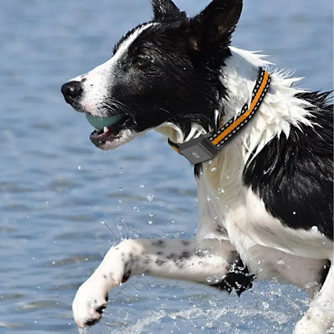 Collier GPS Étanche pour Chiens et Chats – Suivi Intelligent en Temps Réel Colliers GPS Electro Paris