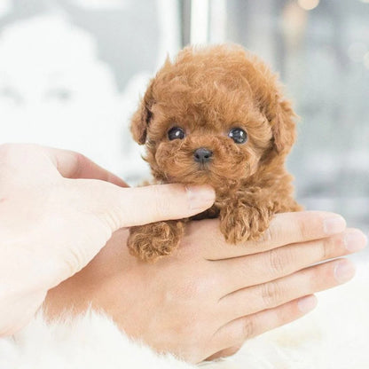 Jouet Chiot Respirant Réaliste – Compagnon Câlin Vrai que Nature pour Enfants et Seniors Animaux en peluche et jouets en peluche Electro Paris