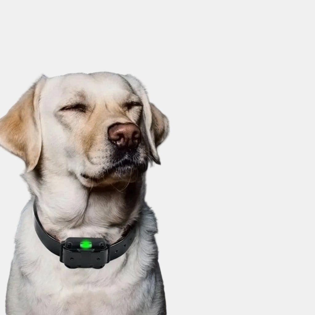 Collier Pour Chien De Dressage Électrique Étanche Avec Télécommande Pet Accessories Electro Paris