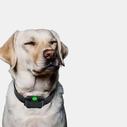 Collier Pour Chien De Dressage Électrique Étanche Avec Télécommande Pet Accessories Electro Paris