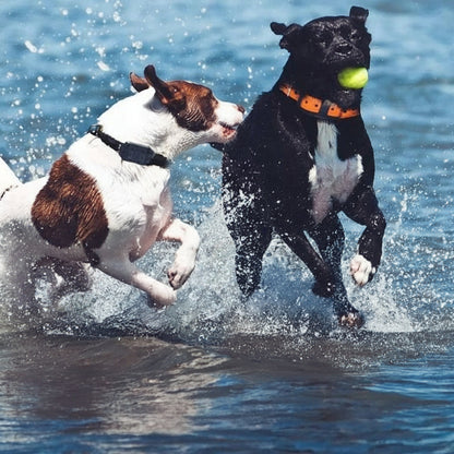 Collier Pour Chien De Dressage Électrique Étanche Avec Télécommande Pet Accessories Electro Paris