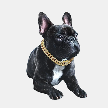 Collier de Chien Doré – Accessoire de Luxe avec Diamants en Zircone Étincelants Dog Gold Chain Collar Electro Paris Or XS