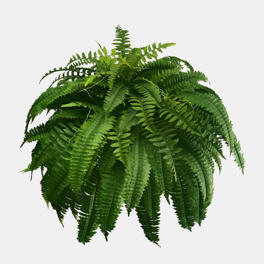 Fougère Artificielle de Boston Réaliste et Résistante Aux UV Pour Extérieur et Intérieur Artificial plant Electro Paris Vert